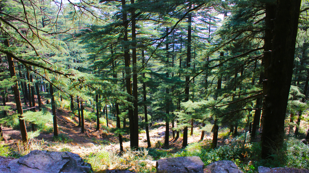 Mussoorie & Dhanaulti Tour Package